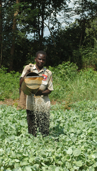 Manual irrigation of cabbage in Mozambique