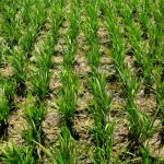 Sustainable rice irrigation in Ndungu village, Same District, Tanzania Sustainable rice irrigation in Ndungu village, Same District, Tanzania