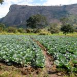 Commercially grown cabbage crops in Vanduzi, Mozambique Commercially grown cabbage crops in Vanduzi, Mozambique