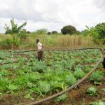 Manually watering crops with pipes, the water is pumped from a nearby tributary in Buzi, Sofala Province, Mozambique Manually watering crops with pipes, the water is pumped from a nearby tributary in Buzi, Sofala Province, Mozambique
