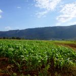 Fields of maize and vegetables irrigated with sprinklers, Nhombue, Mozambique Fields of maize and vegetables irrigated with sprinklers, Nhombue, Mozambique